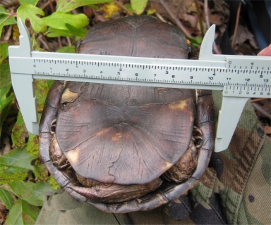 Eastern Box Turtle Processing