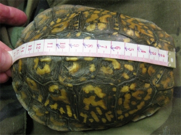 Eastern Box Turtle Processing